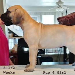 Great Dane Puppies from Drogheda Great Danes