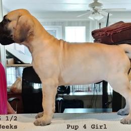 Great Dane Puppies from Drogheda Great Danes