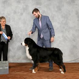 Bernese Mountain Dog and Golden Retriever All Grown Up from Gold Point Pups
