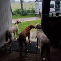 Black Mouth Cur All Grown Up from Shipman Black Mouth Curs