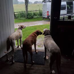 Black Mouth Cur All Grown Up from Shipman Black Mouth Curs