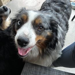 Toy Australian Shepherd Puppies from Albuquerque Aussies