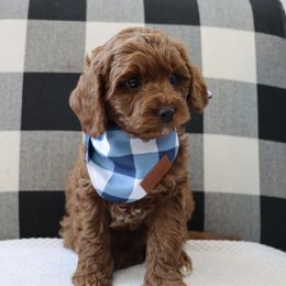 Cavapoo, Goldendoodle, and Poodle Puppies from Pitter Patter Puppies