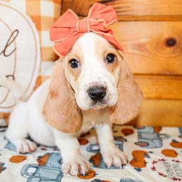 Basset Hound and Goldendoodle Puppies from Rocking H