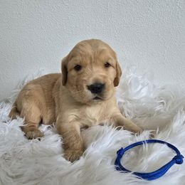 Denver (Blue) - Golden male Golden Retriever puppy in Puyallup, Washington from Daffodil Valley Goldens