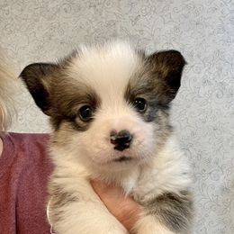 Pembroke Welsh Corgi Puppies from Stacy’s Pembroke Welsh Corgis