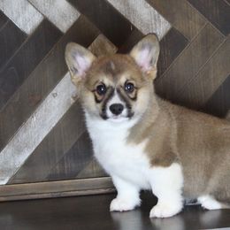Bob - Pembroke Welsh Corgi puppy in Tennessee from Elderwood Farms