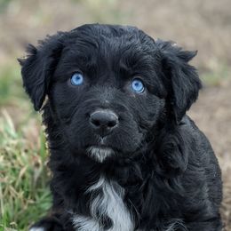 Girl 1 - Black Australian Shepherd puppy in Touchet, Washington from Frog Hollow Aussies