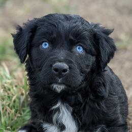 Girl 1 - Black Australian Shepherd puppy in Touchet, Washington from Frog Hollow Aussies