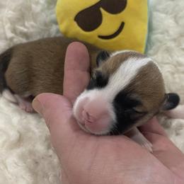 Skipper - Red male Pembroke Welsh Corgi puppy in Adairsville, Georgia from R&R Corgis