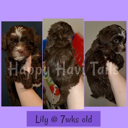 Havanese Puppies from Happy Havi Tails