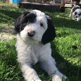 Old English Sheepdog and Sheepadoodle Puppies from Doodlefolk
