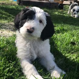 Old English Sheepdog and Sheepadoodle Puppies from Doodlefolk