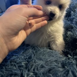 Pomsky Puppies from SeattlePomskies