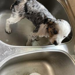 Australian Cattle Dog and Companion Cross Puppies from MX Kennel - Central MO