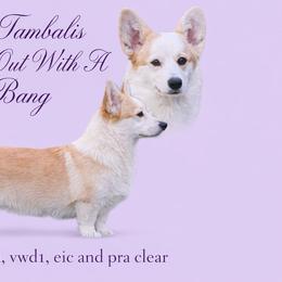 Bijou - Pembroke Welsh Corgi