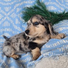 Pebbles - Dapple male Dachshund puppy in Grants Pass, Oregon from vom Treuen Wachter