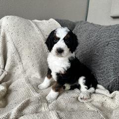 Bernedoodle, Goldendoodle, and Golden Mountain Doodle Puppies from Sonoran Standard Doodles