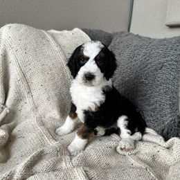 Bernedoodle, Goldendoodle, and Golden Mountain Doodle Puppies from Sonoran Standard Doodles