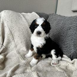 Bernedoodle, Goldendoodle, and Golden Mountain Doodle Puppies from Sonoran Standard Doodles