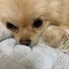 Gemma - Pomeranian