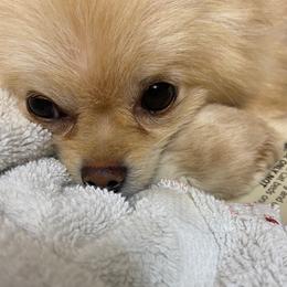 Gemma - Pomeranian