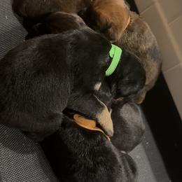 Cane Corso puppies from C&M Cane Corso