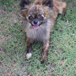 Tora 2,200 - Fawn brindled black female Chihuahua puppy in Cache, Oklahoma from Charming Lil Chihuahuas