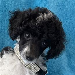 Ronnie - Parti male Poodle puppy in Lompoc, California from Canyon Spring Ranch Poodles