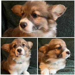 Green Fluffy Male - Sable male Pembroke Welsh Corgi puppy in Ocala, Florida from Newlands Insane Danes and Corgis