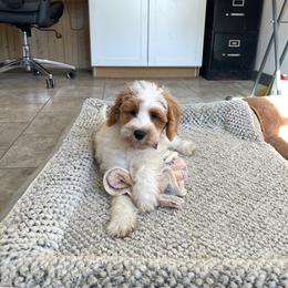 Harper - Parti female Goldendoodle puppy in Sugarcreek, Ohio from True Hearted Doodles