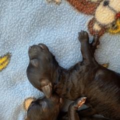 Poodle Puppies from Silver Stars Toy Poodles