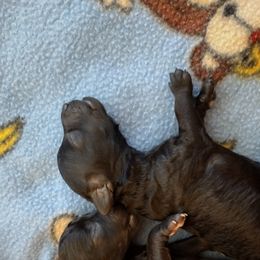Poodle Puppies from Silver Stars Toy Poodles