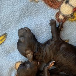 Poodle Puppies from Silver Stars Toy Poodles