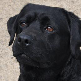 Piper - Labrador Retriever