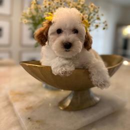 Tulip - Parti female Poodle puppy in Sacramento County, California from Sac-Town Poodles and Doodles