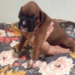 - Boxer puppy in Florida from RCT Boxers