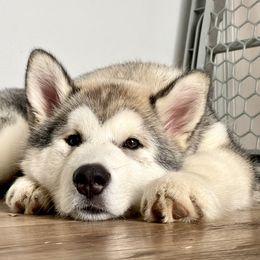 Alaskan Malamute Puppies from Alpenglow Alaskan Malamutes
