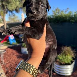 Girl 2 - Black and white female Xoloitzcuintli puppy in Lakeview, California from Xchaman Xoloitzcuintli