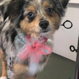 Toy Australian Shepherd Puppies from Kickapoo Creek Aussies