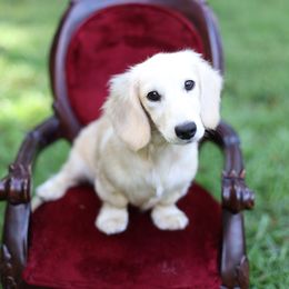 Chrissy - Dachshund
