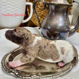 Peaches - Merle female Labradoodle puppy in Candler, North Carolina from Maple Bakin’ Doodles