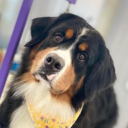 Amara  - Bernese Mountain Dog