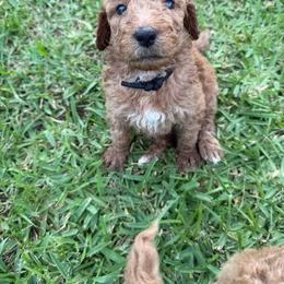 Captain - Red  male Goldendoodle puppy in Inez, Texas from Heavenly H Doodles