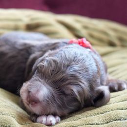 Martin - Phantom male Bernedoodle puppy in Folsom, Louisiana from DoodlesFarmCo