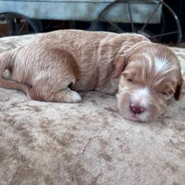 Goose - Red  female Goldendoodle puppy in Blanchard, Oklahoma from Dream Doodles by Dondi