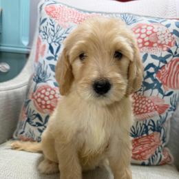 Skye - Cream male Goldendoodle puppy in Pensacola, Florida from Goldendoodles Love You in Pensacola Friend Edition