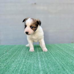 Border Collie and German Shepherd Puppies from Von Guadachi German Shepherds & Audacity Border Collies