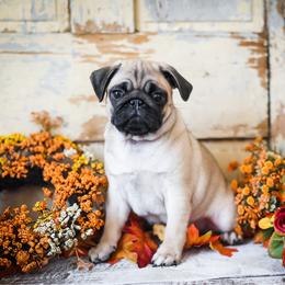 Penelope - Fawn female Pug puppy in Placerville, California from Gold Leaf Farm Pugs