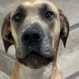 Great Danes from A Rowe of Danes
